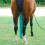 Sleazy Nattj Til Heste Standard Haletaske Solids Blue 1