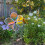 Dans la brise 2668 - 19 pouces iris   e de fleur de fleur 3