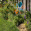 Dans la brise 2668 - 19 pouces iris   e de fleur de fleur 2