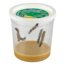 Insect Lore Cup of Caterpillars Basic - 5 Live Painted Lady Caterpillars with Food - Refill Kit for Butterfly Garden Habitat - STEM Science Activ