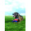 Chuckit! Small Flying Squirrel Dog Toy 2