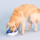 Fringe Studio Pehmoleluvalas Hello There Pet Shop Collection (314283) 4