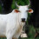 Amscan Metal Cowbell 3 x 3 argento 2