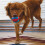 KONG KONG Jaxx Brights Tug w/Ball Assorted Md 2
