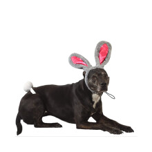 Midlee Easter Bunny Grey & Pink Rabbit ?rer til store hunde Pandeb?nd med hale