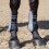 Professional's Choice Pro Performance Springstiefel | Vorderes Paar | Anthrazit | Universalgr      e 4