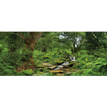 Background di habitat di rettili; Foresta pluviale con ruscello per 48LX18WX36H Terrarium a 3 lati.