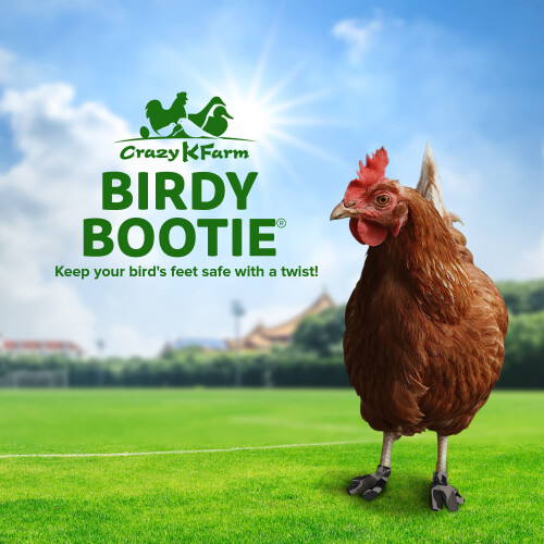 Chaussures de poulet boite 1