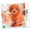 Nintendo Nintendogs + Cats: Toy Poodle e novos amigos 1