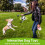 Qdan Dog Soccer Ball 2
