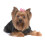 Aria smuk i lyser?de sl?jfer til hunde 48-dele d?ser 3