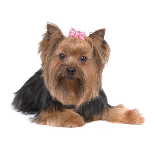 Aria smuk i lyser?de sl?jfer til hunde 48-dele d?ser 2