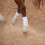 Classic Equine Herr Klassiska Hststvlar Vit Medium 2