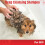 Shampoo tpico Pet MD para ces, gatos e cavalos - sem sabo e parabenos - 16 onas 4
