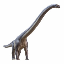 PNSO Dinosaur Museums Series (Ny ER-MA The Mamenchisaurus 1:45 Scientific Art Model)
