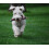 KONG KONG PetStix Assorted Lg 2