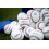 Rawlings | ULTIMATE PRACTICE TECHNOLOGY Baseballs | R100-UPY | Jugend/14U | 6-Gallonen-Eimer | 30 St   ck 3