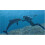 Nintendo Endless Ocean: Dive Discover Dream (odnowiony) 3