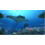 Nintendo Endless Ocean: Dive Discover Dream (odnowiony) 2