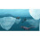 Nintendo Endless Ocean: Blue World     Nintendo Wii (erneuert) 3