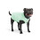 Zampa oro Sun Shield Dog T -cagnol 1