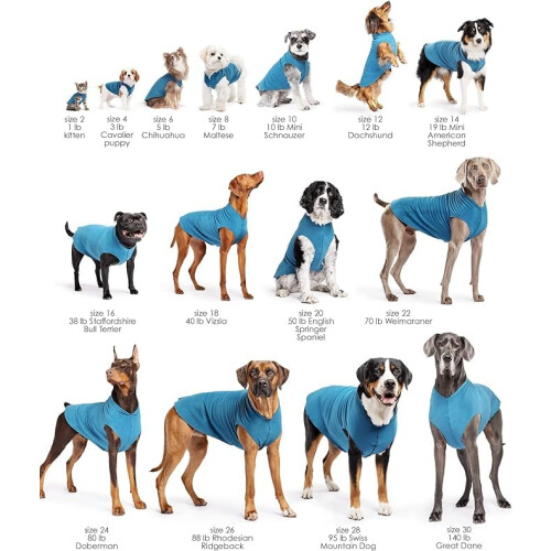 Zampa oro Sun Shield Dog T -cagnol 1