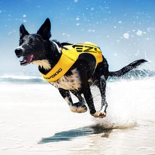 EzyDog DFD 2