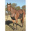 Cashel Fly Sheet Belly Guard Medium Black 2
