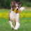 Pets First NFL Beer Bottle Toy 4