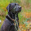 HALTI Headcollar - Stop Pulling - Medium Dogs - Size 2 - Forest Green 4