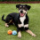 Chuckit! Chuckit! Whistler Ball, Large, 1 Pack, Durable Rubber 5