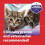 Feliway Feliway Friends Starter Kit - Cat Anxiety Relief, 48ml Refill 8