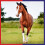Equine America Turmeric Xtra 3KG 5