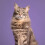 Tangle Teezer Pet Teezer - Cat Brush 6