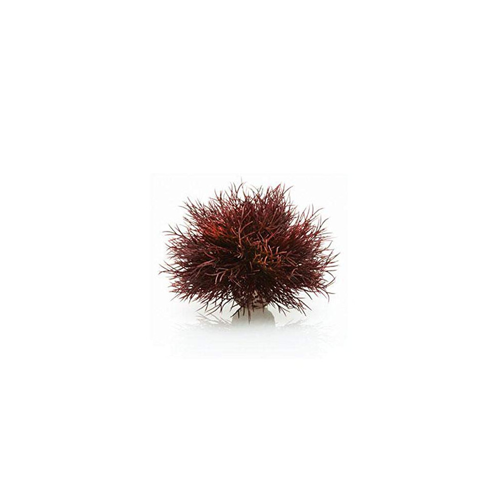 biOrb Aquatic Sea Lily Plant - Red Aquarium Plant