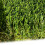 (4m, 3m) Cape Cabet 38mm Artificial Grass 5