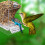 Automatic Bird Feeder, Large Capacity Acrylic Plastic Bird Feeder, Automatic Parrot Waterer, Bird Cage Feeding Accessories 2