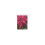 USPS Poinsettia Forever -postimerkit – vihko 20 3