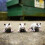 Archie McPhee - Pull Back Racing Possums 4