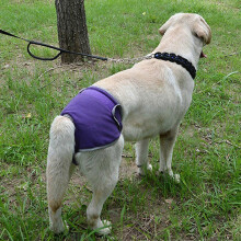 (As show, One size) Pets Supplies Comfortable Magic Tape Brief Dogs Teddy Golden Retriever Walking Anti-harassment Pants