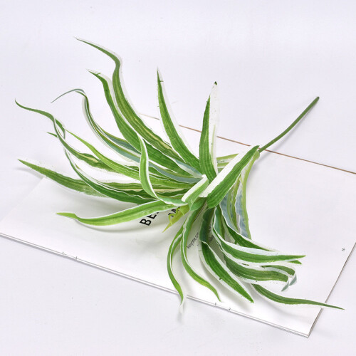 (White Edge Spider Plant)Plastica Monstera Deliciosa Epipremnum Aureum ...