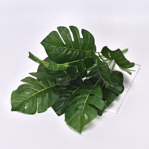 (White Edge Spider Plant)Plastica Monstera Deliciosa Epipremnum Aureum ...