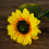 2 Pack Sunflower Solar Light Outdoor Waterproof LED Solar Light 2