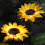 2 Pack Sunflower Solar Light Outdoor Waterproof LED Solar Light 4
