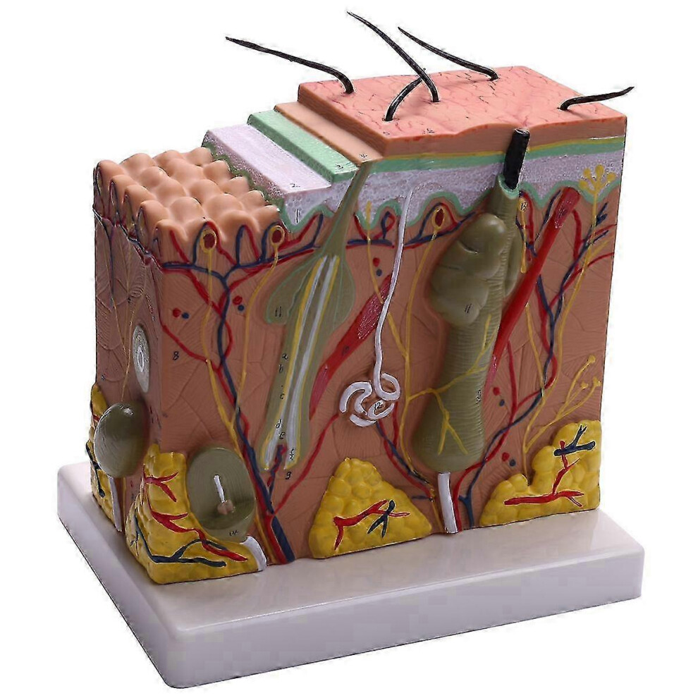 Kikidex (As Show, One Size) Skin Model, 50X Skin And Hair Structure Enlarge Model Anatomical Model Anatomy Compatible With Science Classroo