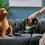 Gtech Gtech Cordless Multi K9 Handheld Pet Vacuum Cleaner 13
