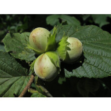 Direct Plants 3 x Large Corylus Avellana Hazelnut Fruit Trees Cobnuts 4-5ft in Pots