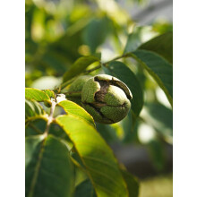 Direct Plants Juglans Regia English Walnut Nut Fruit Tree 3ft Tall Supplied in a 3 Litre Pot