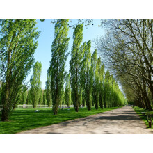 Direct Plants 3 x Large Populus Nigra Poplar Italica Hedging Trees 6ft Tall in Pots