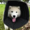 Anti-Bite Protection Cone Collars, Wound Collar Adjustable Neck Cone Protector, Post-OP Healing Collar Accelerate Wound Healing L Black 1